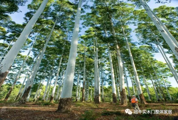 冠牛木門“簡·時(shí)代”將南美尤加利作為指定木材