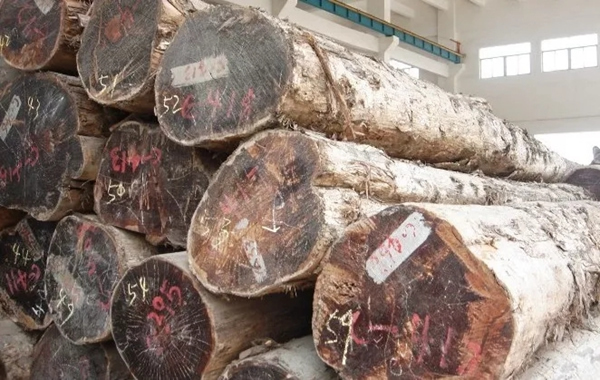 嘉禾定智：號稱“萬木之王，千年不腐”的竟是它！