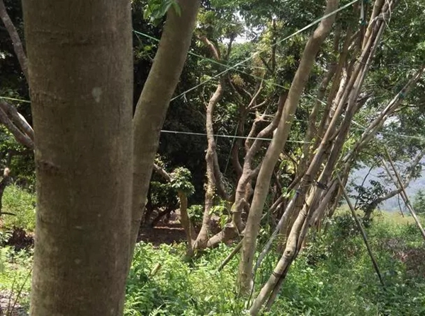 大自然家居：你見(jiàn)過(guò)比鐵還硬的木頭嗎？