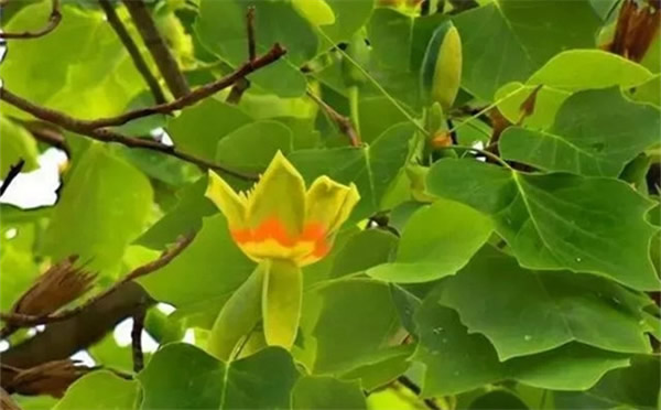 世界四大行道樹之一北美鵝掌楸，竟然有如此高的實用價值？