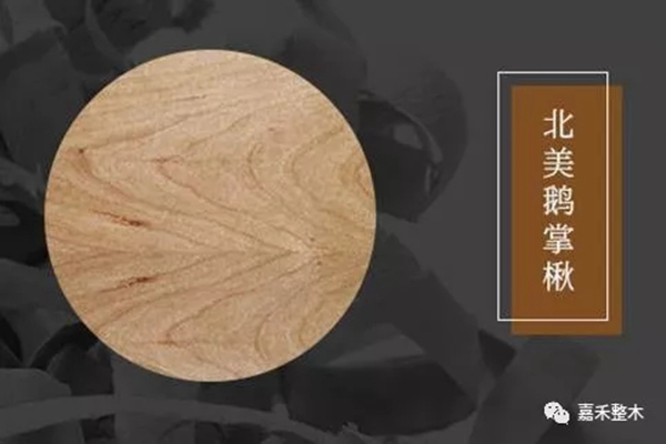世界四大行道樹之一北美鵝掌楸，竟然有如此高的實用價值？