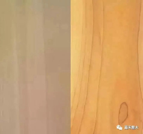 世界四大行道樹之一北美鵝掌楸，竟然有如此高的實用價值？