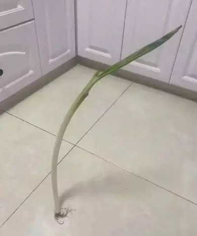 兔寶寶木門：優(yōu)質(zhì)的木門，理由站得住