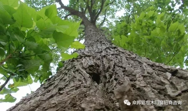 楸木稀缺情況，即將與門窗市場別離！