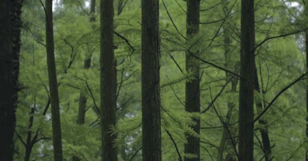 金雅居木門詮釋非凡品位，打造生活美學(xué)