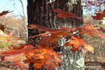 老緬皇家原木定制：美國(guó)紅橡 橡木中的貴族
