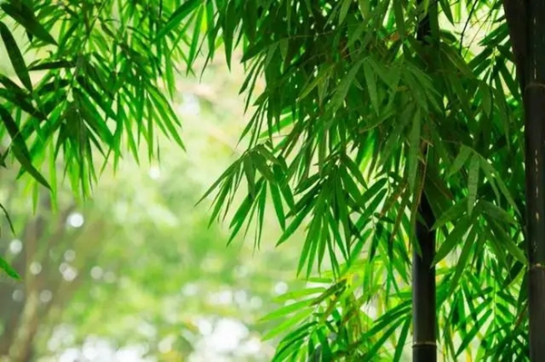 盈康世家木門：優(yōu)秀的木門 造就一個(gè)高顏值的家