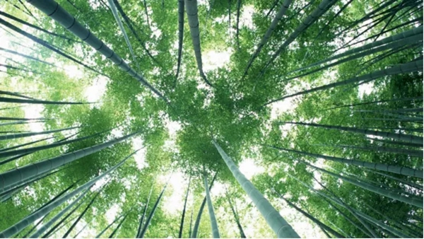 盈康世家木門：升級(jí)消費(fèi)理念 注入新活力