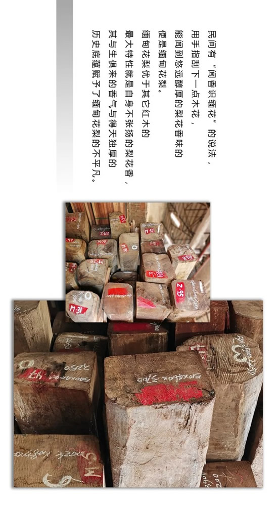 走進(jìn)東威利整裝，探尋緬甸花梨