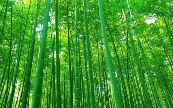盈康世家木門(mén)以竹代木，開(kāi)啟你的“竹”生活！