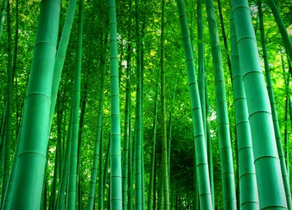 盈康世家木門(mén)以竹代木，開(kāi)啟你的“竹”生活！