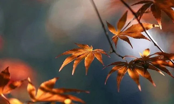 林源木門：轉眼間，秋分已至