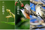 蔓茲堡木門，世界再大，也比不上家的時(shí)光