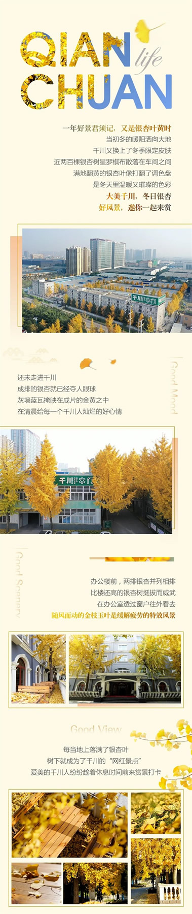 千川木門：冬日“杏”運，邀你一起來賞