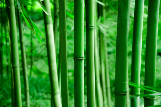 美尼美快裝定制 | 家里有娃必看！無醛竹香板，正在成為家居的隱形守護(hù)者